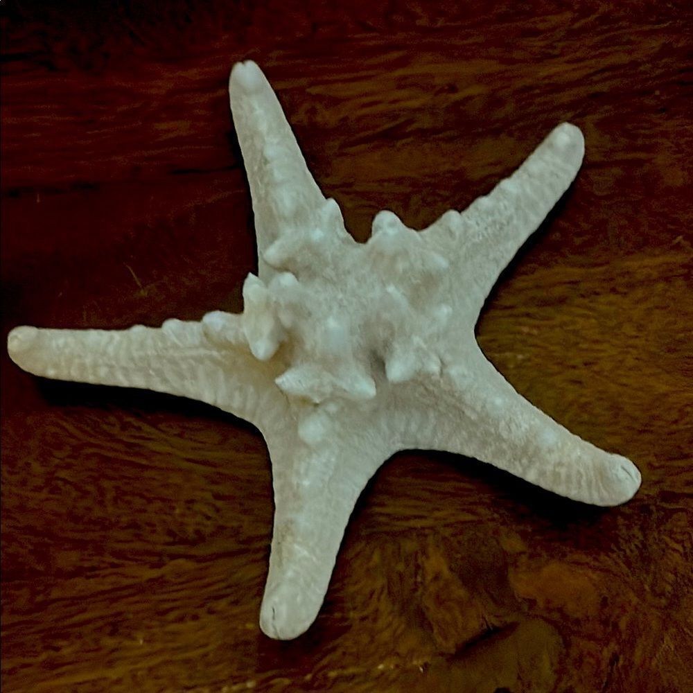 White Authentic Starfish! - Picture 4 of 5